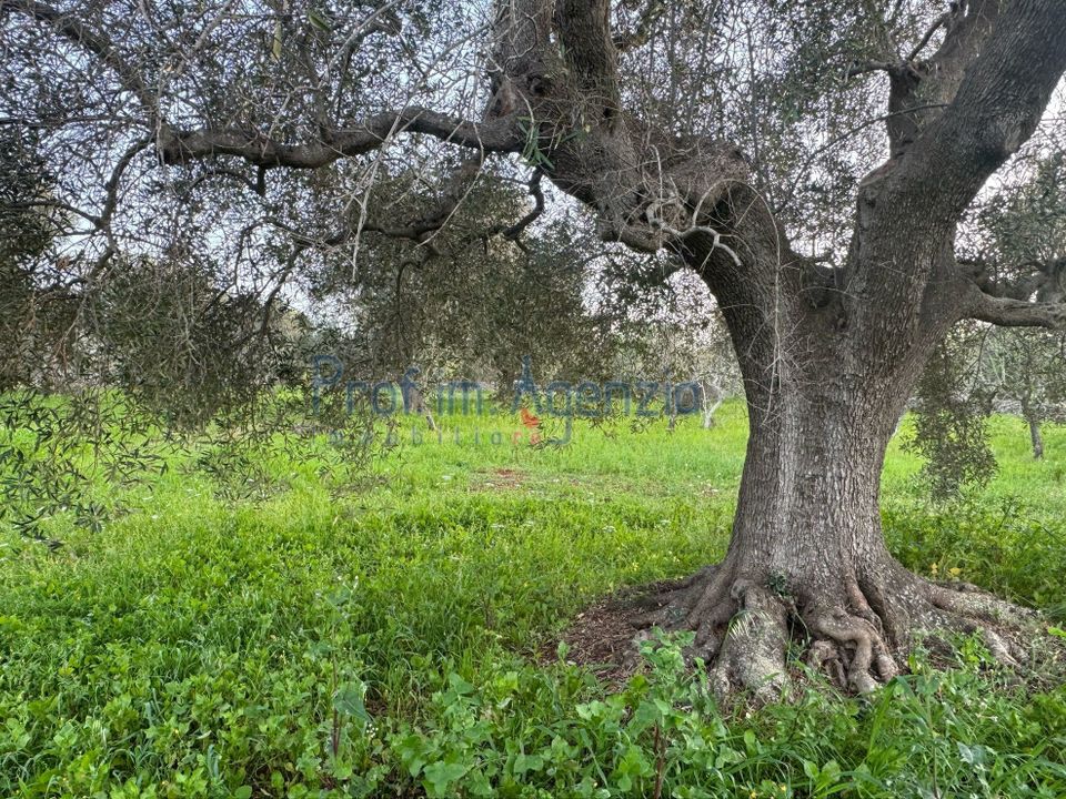 Landejendom i Carovigno, Brindisi - foto 3